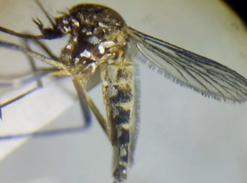 variante-palida-do-aedes-aegypti-e-encontrada-pela-1a-vez-na-amazonia