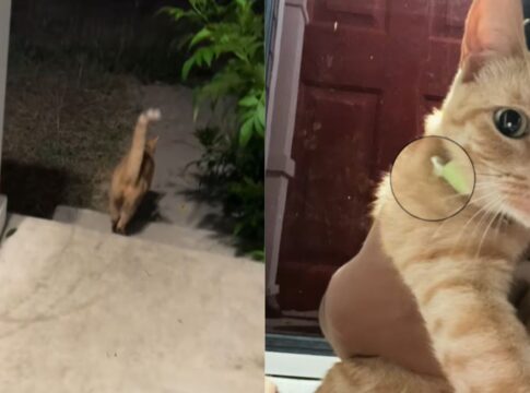 tutora-descobre-“vida-dupla”-de-gato-apos-pet-voltar-com-bilhete