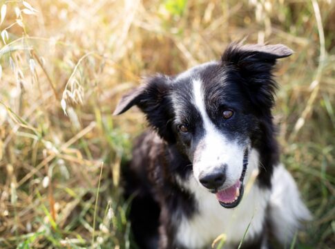 border-collie:-conheca-a-raca-de-cachorro-mais-inteligente-do-mundo