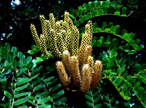 cha-anti-inflamatorio-melhora-digestao-e-fortalece-imunidade