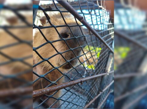 capivara-ferida-por-lixo-plastico-do-lago-paranoa-e-resgatada.-video