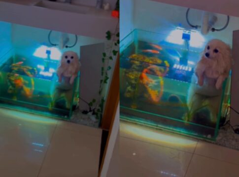 video:-cadela-cai-em-aquario-ao-tentar-“nadar”-com-irmaos-pets