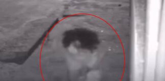 mulher-mata-irmao-com-14-golpes-de-faca-apos-briga-familiar;-video