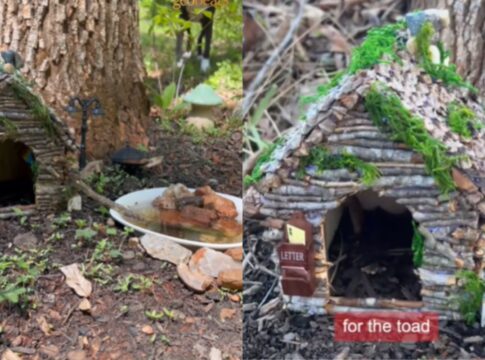 menino-faz-amizade-com-animal-inusitado-e-cria-casa-para-novo-pet