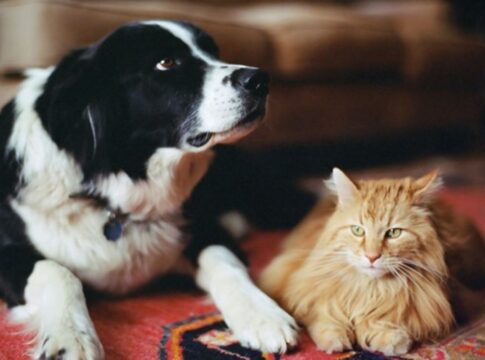 gdf-quer-criar-“carteira-de-identidade-pet”-para-caes-e-gatos.-entenda