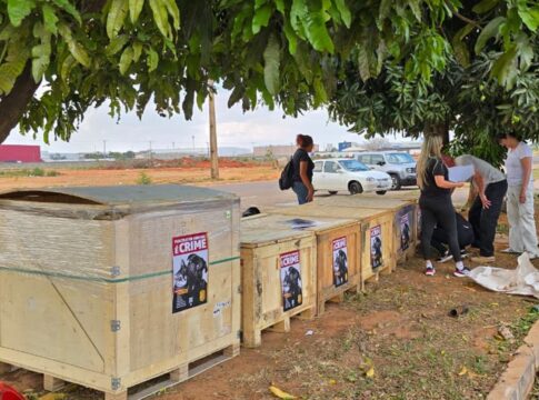 animais-em-seguranca:-pcdf-ergue-casinhas-para-caes-e-gatos-de-rua