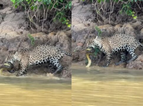 onca-pintada-e-flagrada-devorando-sucuri-em-rio-no-pantanal.-video