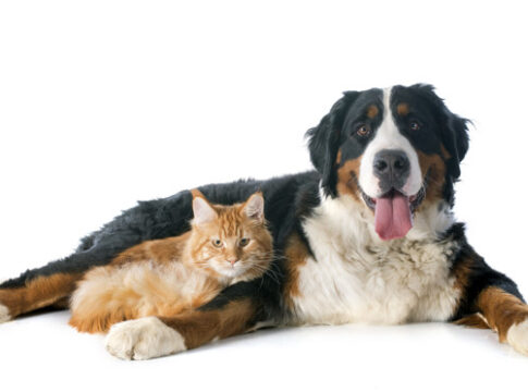 esqueca-a-regra-dos-7-anos:-estudo-revela-como-calcular-a-idade-do-pet