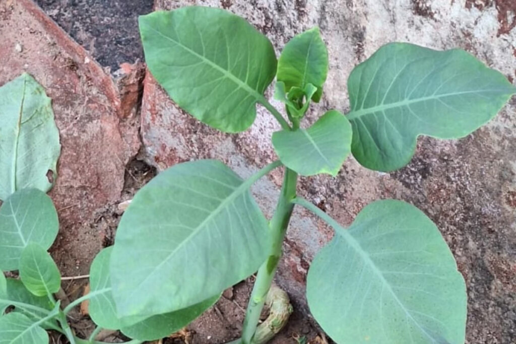 falsa-couve:-4-pessoas-estao-em-estado-grave-apos-comer-planta-toxica
