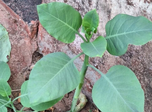 falsa-couve:-4-pessoas-estao-em-estado-grave-apos-comer-planta-toxica