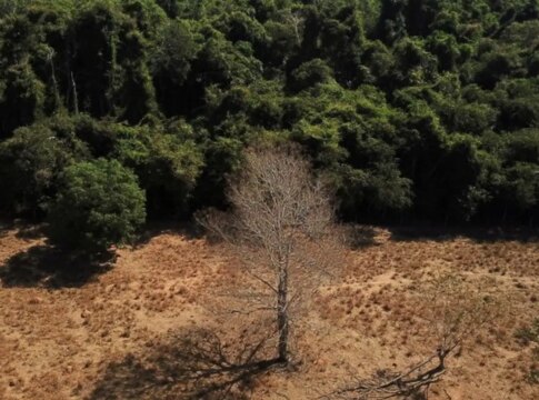 brasil-pode-suprir-demanda-por-bioenergia-sem-desmatar,-aponta-estudo