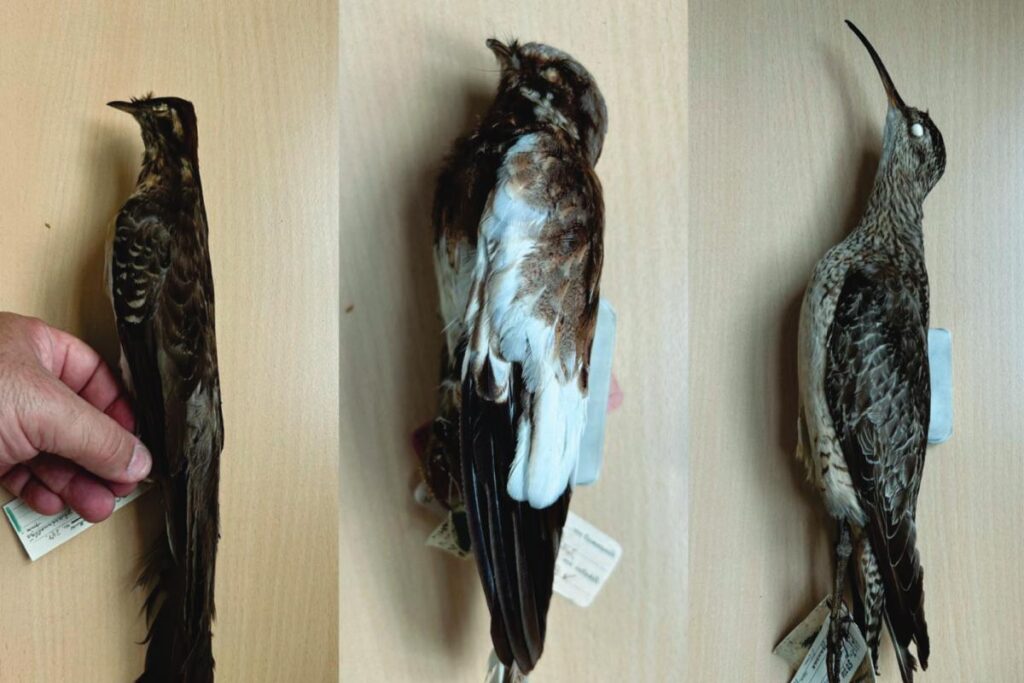 mais-de-800-especies-de-aves-sao-catalogadas-em-sao-paulo.-entenda