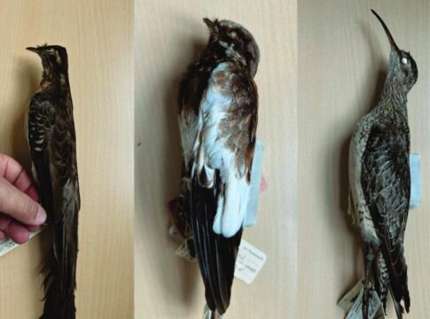 mais-de-800-especies-de-aves-sao-catalogadas-em-sao-paulo.-entenda