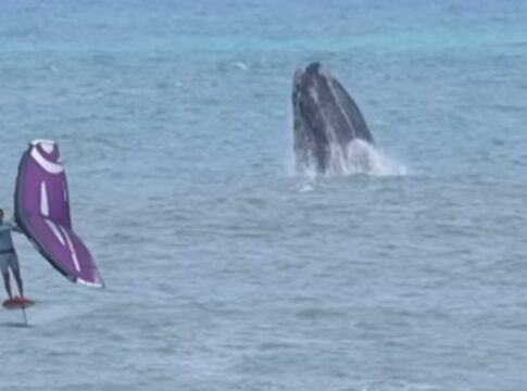 video:-atleta-brasileiro-treina-ao-lado-de-baleias-no-mar-de-sc
