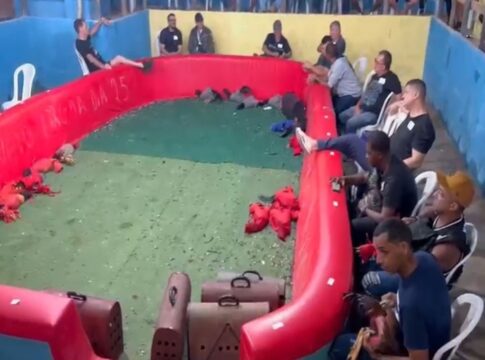 veja-acao-que-desmontou-arena-de-rinha-de-galo-e-prendeu-24-pessoas