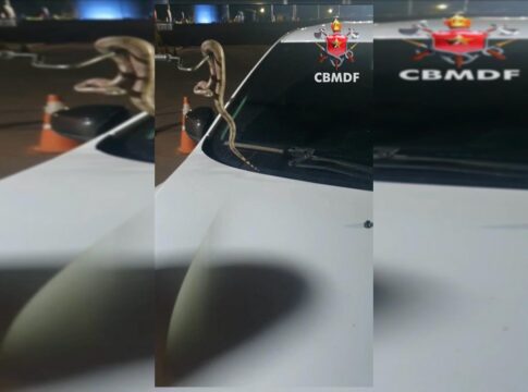 video.-motorista-de-aplicativo-encontra-jiboia-no-para-brisa-do-carro