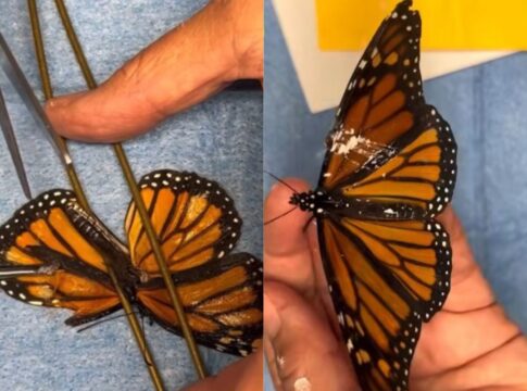 borboleta-resgatada-sem-conseguir-voar-passa-por-transplante-de-asa