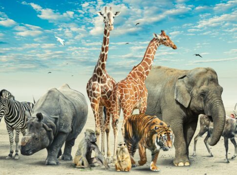 estudo-mostra-que-primeiros-sul-americanos-cacavam-animais-gigantes