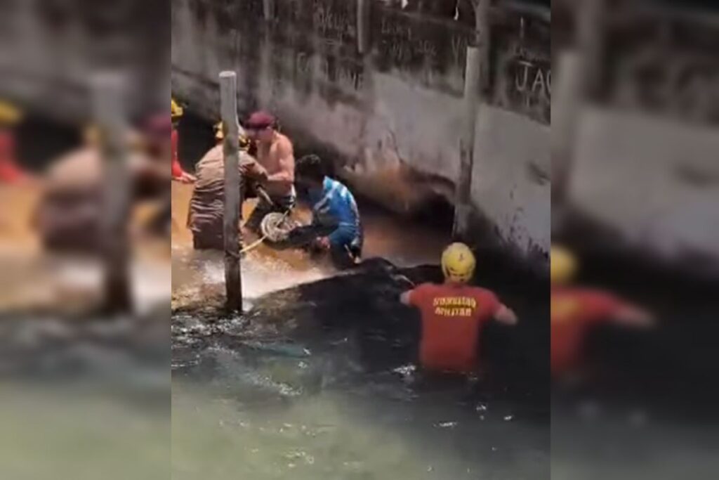 sucuri-gigante-e-encontrada-em-hotel-proximo-de-caldas-novas.-video