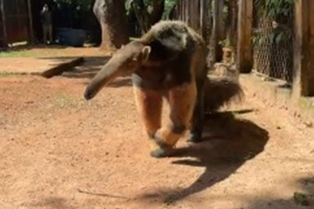 queijinho-e-farofa:-zoo-salva-217-bichos-vitimas-de-acidente-e-trafico