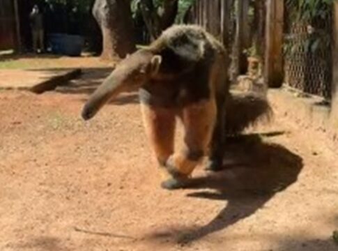 queijinho-e-farofa:-zoo-salva-217-bichos-vitimas-de-acidente-e-trafico