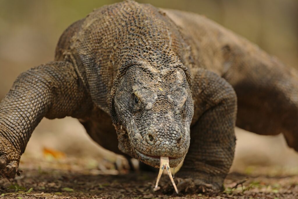 mordida-venenosa-e-reproducao-sem-macho:-conheca-o-dragao-de-komodo