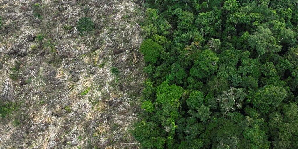 restauro-florestal-pode-render-us$-100-bi-por-ano-a-paises-tropicais