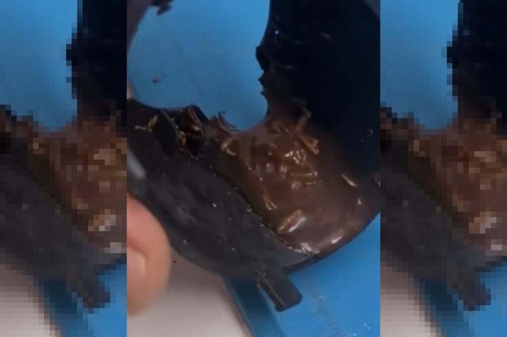 larva-e-barata:-tecnico-choca-ao-mostrar-insetos-em-maquina-de-cafe