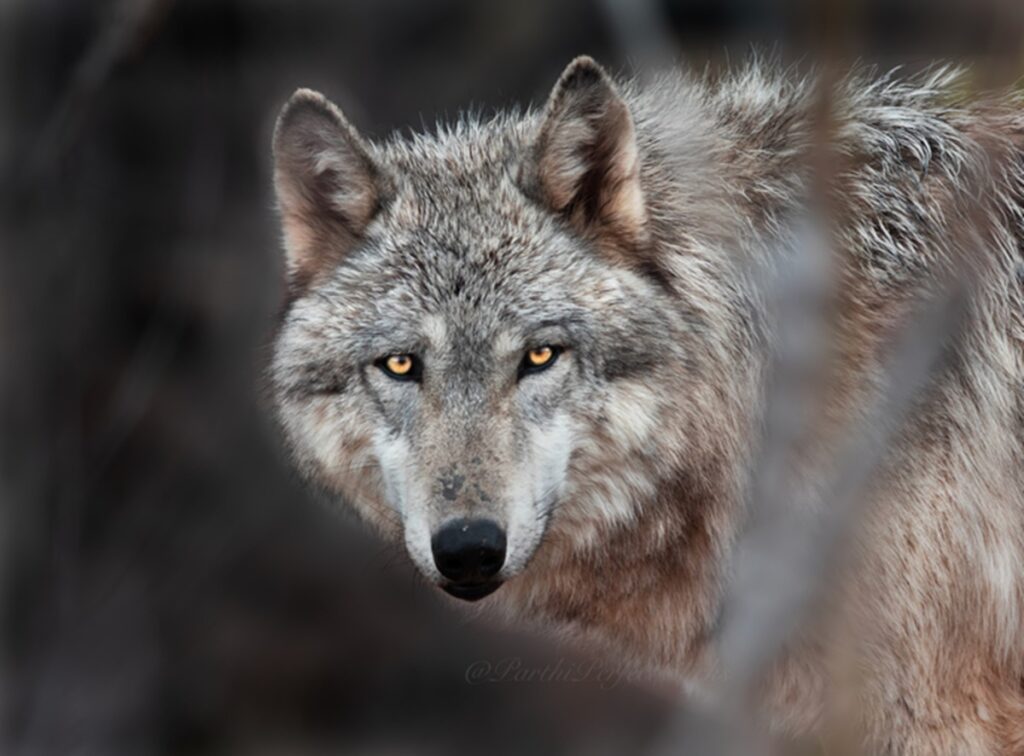 ao-contrario-do-que-narram-contos-infantis,-lobos-tem-medo-de-humanos