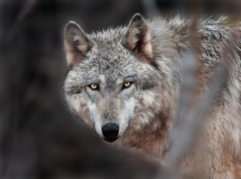 ao-contrario-do-que-narram-contos-infantis,-lobos-tem-medo-de-humanos