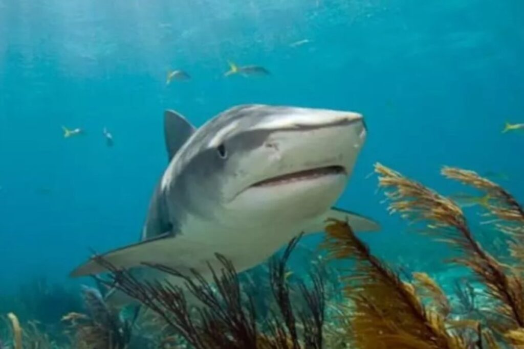 menino-de-14-anos-e-atacado-por-tubarao-em-aquario-ilegal-na-colombia