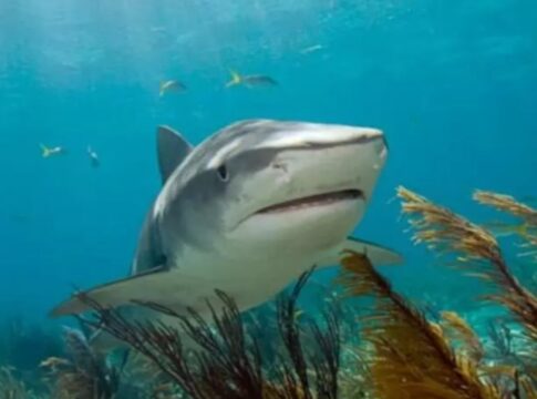 menino-de-14-anos-e-atacado-por-tubarao-em-aquario-ilegal-na-colombia