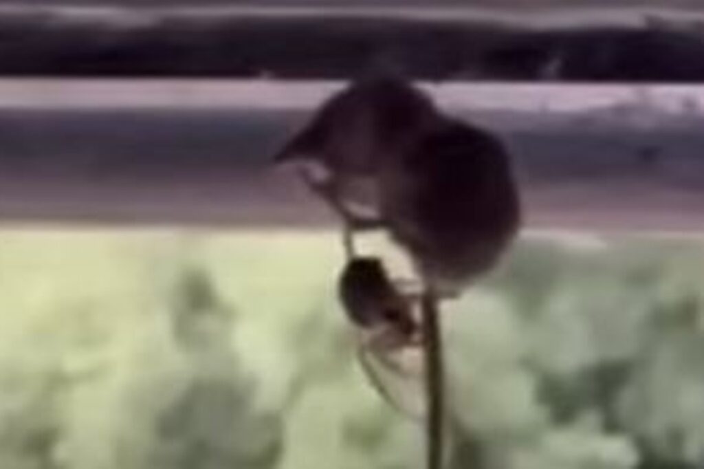 video-mostra-aranha-prendendo-mamifero-10-vezes-mais-pesado-que-ela