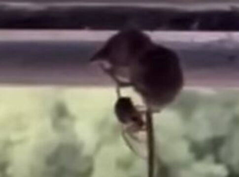 video-mostra-aranha-prendendo-mamifero-10-vezes-mais-pesado-que-ela