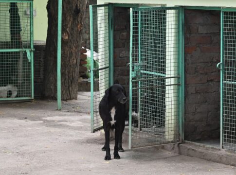 homem-reencontra-cachorro-desaparecido-10-anos-depois:-“inacreditavel”