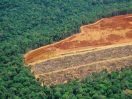 ia-antecipa-zonas-com-maior-risco-de-desmatamento-na-amazonia-legal