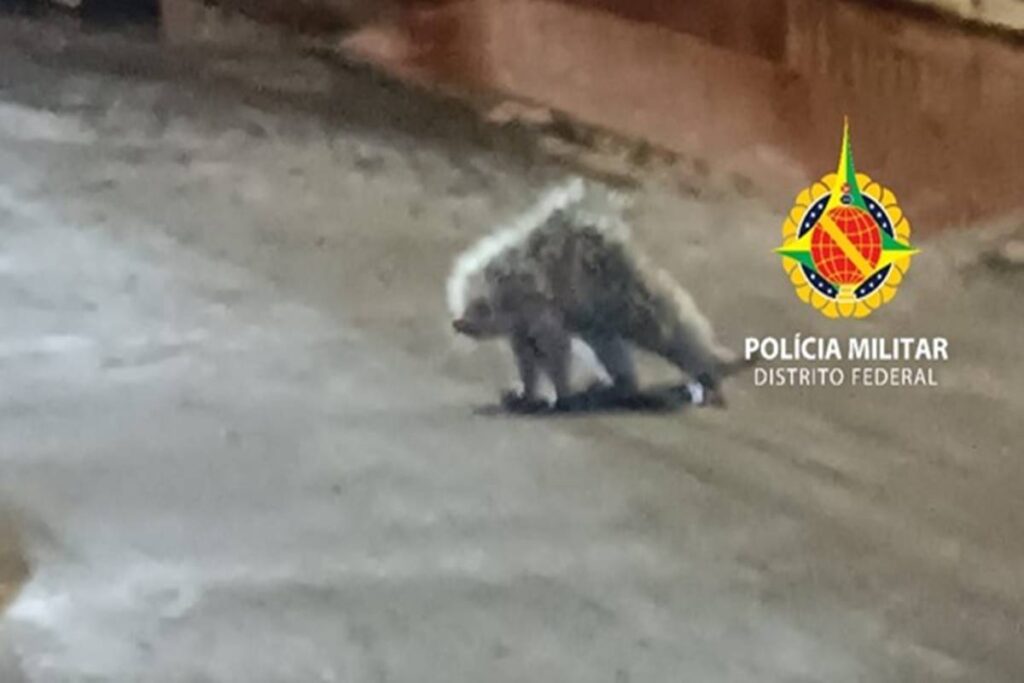 policia-militar-resgata-porco-espinho-em-area-urbana-de-ceilandia
