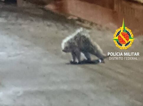 policia-militar-resgata-porco-espinho-em-area-urbana-de-ceilandia