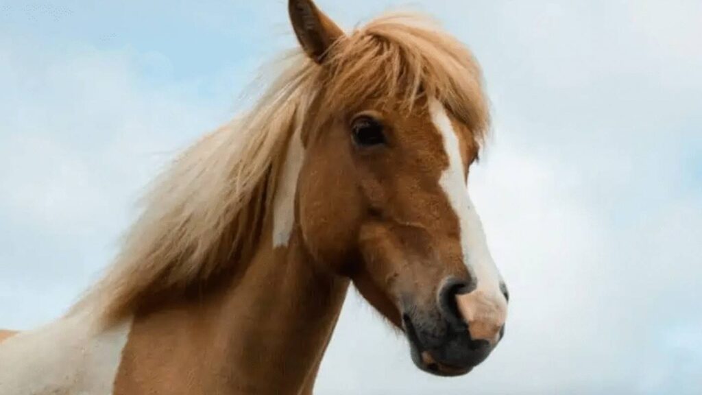 nove-cavalos-morrem-com-suspeita-de-intoxicacao-por-feno-contaminado