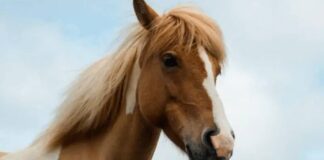nove-cavalos-morrem-com-suspeita-de-intoxicacao-por-feno-contaminado