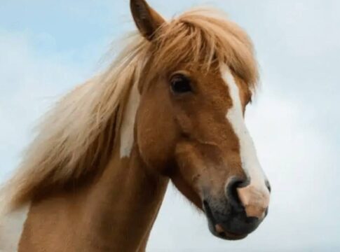 nove-cavalos-morrem-com-suspeita-de-intoxicacao-por-feno-contaminado