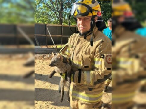 cachorro-do-mato-e-resgatado-dentro-de-tubulacao-em-casa-no-df