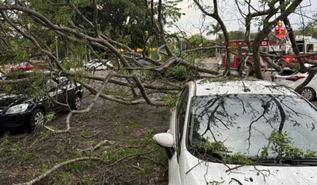 vendaval-derruba-arvore-em-cima-de-quatro-carros-na-asa-norte