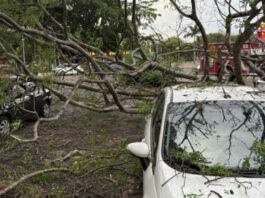 vendaval-derruba-arvore-em-cima-de-quatro-carros-na-asa-norte