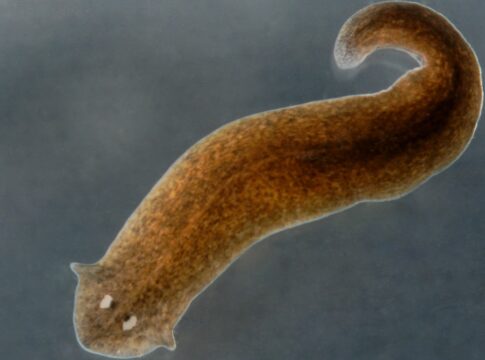 celulas-tronco-de-verme-podem-mudar-entendimento-da-regeneracao-humana