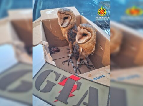 pmdf-prende-vendedor-que-comercializava-corujas-em-feira-no-df