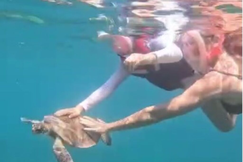 turista-toca-em-tartaruga-em-noronha-e-leva-multa-r$-10-mil.-video