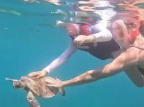 turista-toca-em-tartaruga-em-noronha-e-leva-multa-r$-10-mil.-video