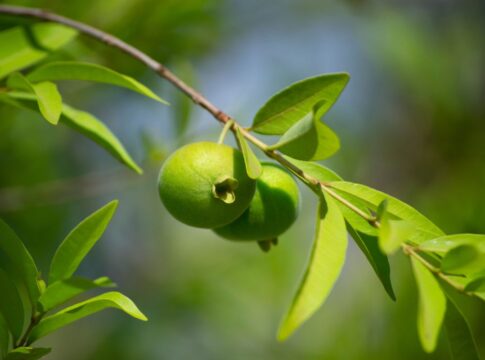antioxidante,-esta-fruta-incomum-tem-mais-vitamina-c-que-a-laranja