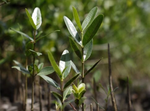programa-restaura-amazonia-aprova-17-projetos-em-assentamentos